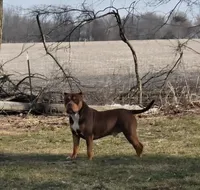 Sweetie -deal this week ONLY-, a female American Bully for sale in McHenry, IL – 8 of 9