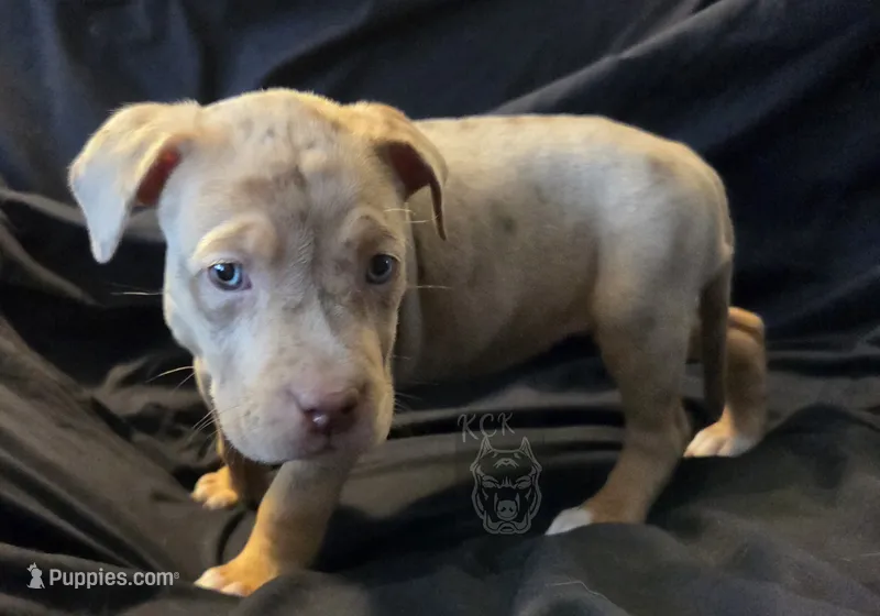 Sweetie – American Bully puppy for sale in McHenry, IL