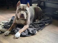 Sweetie -deal this week ONLY-, a female American Bully for sale in McHenry, IL – 6 of 9