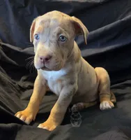 Sweetie -deal this week ONLY-, a female American Bully for sale in McHenry, IL – 4 of 9