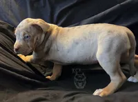 Sweetie -deal this week ONLY-, a female American Bully for sale in McHenry, IL – 5 of 9
