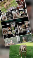 Sweetie, a female American Bully for sale in McHenry, IL – 3 of 6