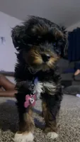 Stella, a female Shih Tzu and Poodle - Toy  for sale in ,  – 1 of 4