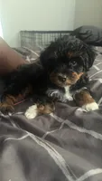 Stella, a female Shih Tzu and Poodle - Toy  for sale in ,  – 4 of 4