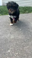 Stella, a female Shih Tzu and Poodle - Toy  for sale in ,  – 2 of 4