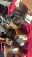 Stella, a female Shih Tzu and Poodle - Toy  for sale in ,  – 3 of 4