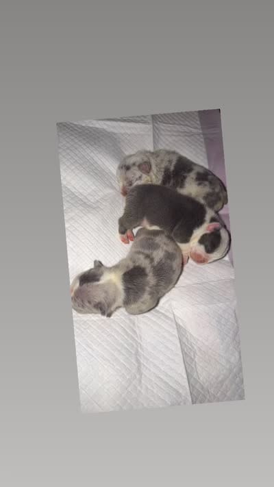 Home boy ( Blue pied), a male French Bulldog for sale in Apple Valley, CA – 4 of 4