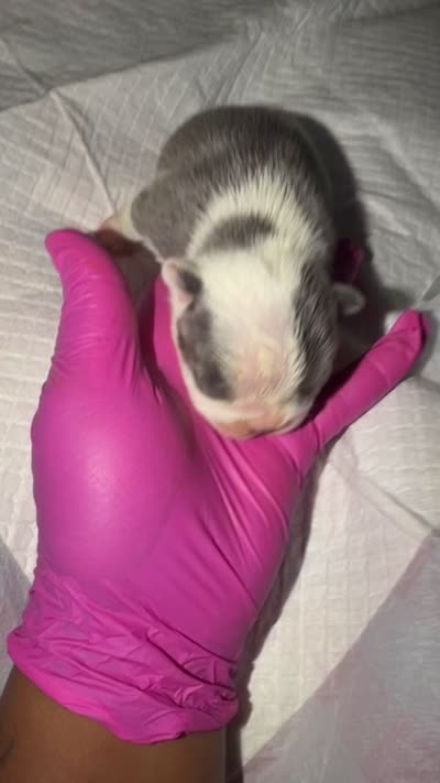 Home boy ( Blue pied), a male French Bulldog for sale in Apple Valley, CA – 3 of 4