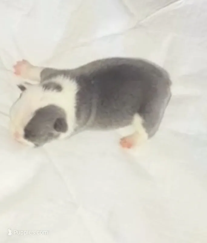 Home boy ( Blue pied) – French Bulldog puppy for sale in Apple Valley, CA