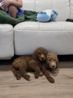 Syrup, a female Goldendoodle for sale in Signal Hill, CA – 4 of 8