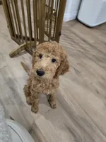 Maple, a female Goldendoodle for sale in Signal Hill, CA – 4 of 6