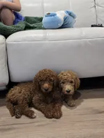 Syrup, a female Goldendoodle for sale in Signal Hill, CA – 5 of 8