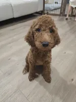 Syrup, a female Goldendoodle for sale in Signal Hill, CA – 6 of 8