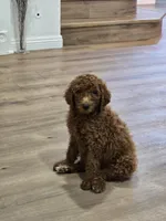 Syrup, a female Goldendoodle for sale in Signal Hill, CA – 3 of 8