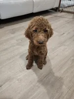 Syrup, a female Goldendoodle for sale in Signal Hill, CA – 7 of 8