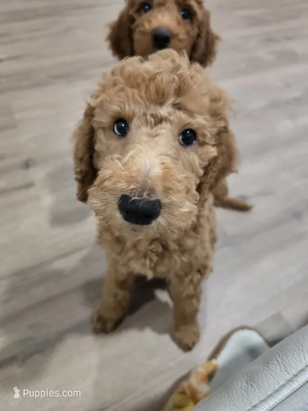 Maple – Goldendoodle puppy for sale in Signal Hill, CA
