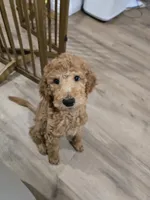Maple, a female Goldendoodle for sale in Signal Hill, CA – 5 of 6