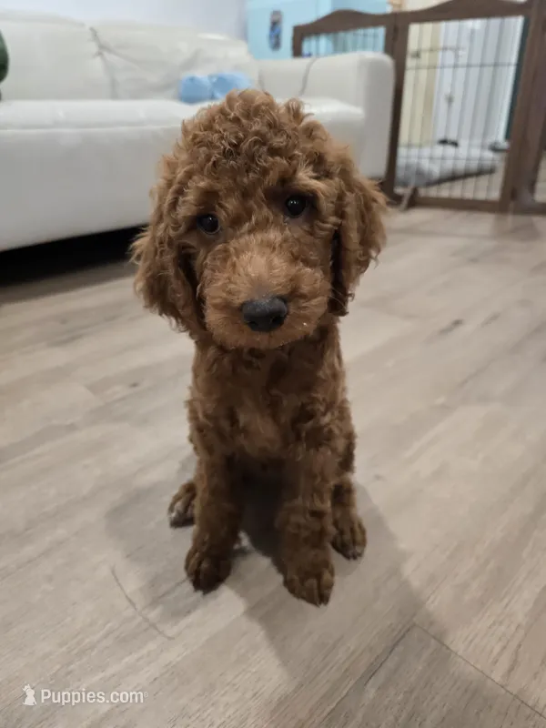 Syrup – Goldendoodle puppy for sale in Signal Hill, CA