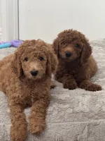 Syrup, a female Goldendoodle for sale in Signal Hill, CA – 2 of 8