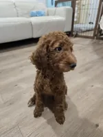 Syrup, a female Goldendoodle for sale in Signal Hill, CA – 8 of 8