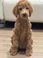 Maple, a female Goldendoodle for sale in Signal Hill, CA – 6 of 6