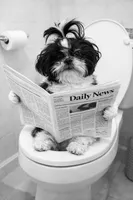 Miss.Dolly, a female Shih Tzu for sale in Ellijay, GA – 1 of 1