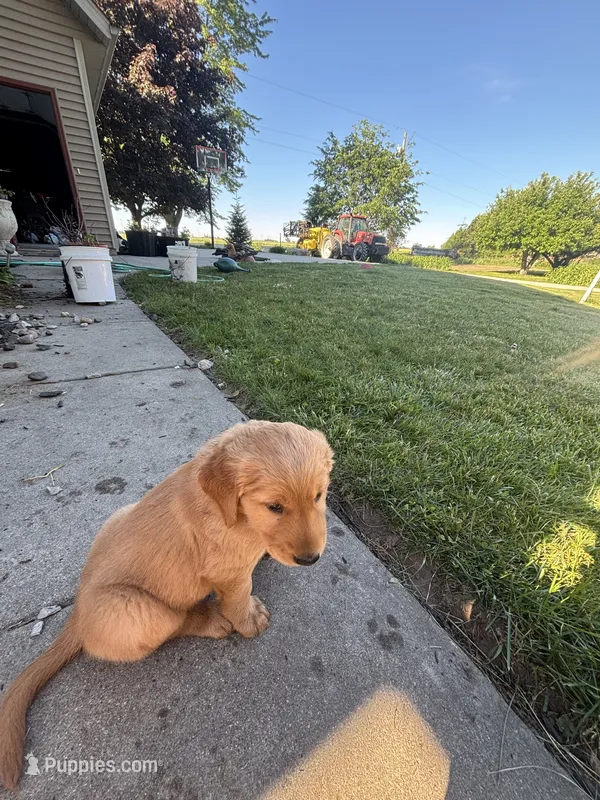 Purple – Golden Retriever puppy for sale in Unionville, MI