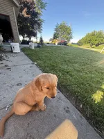 Purple, a female Golden Retriever for sale in Unionville, MI – 1 of 1