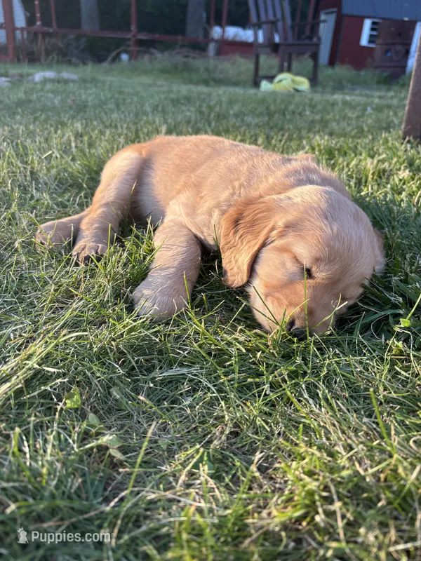 Light Green – Golden Retriever puppy for sale in Unionville, MI