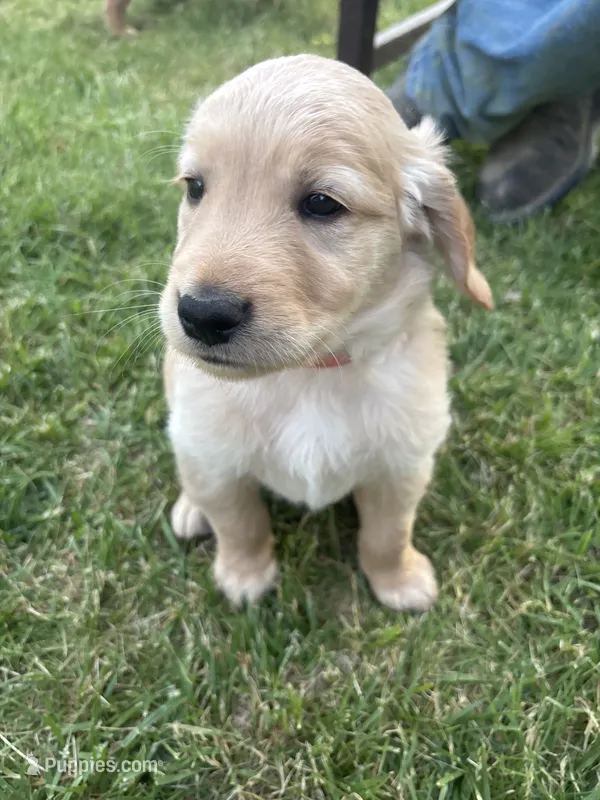 Dark Green – Golden Retriever puppy for sale in Unionville, MI