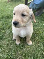 Dark Green, a male Golden Retriever for sale in Unionville, MI – 1 of 1