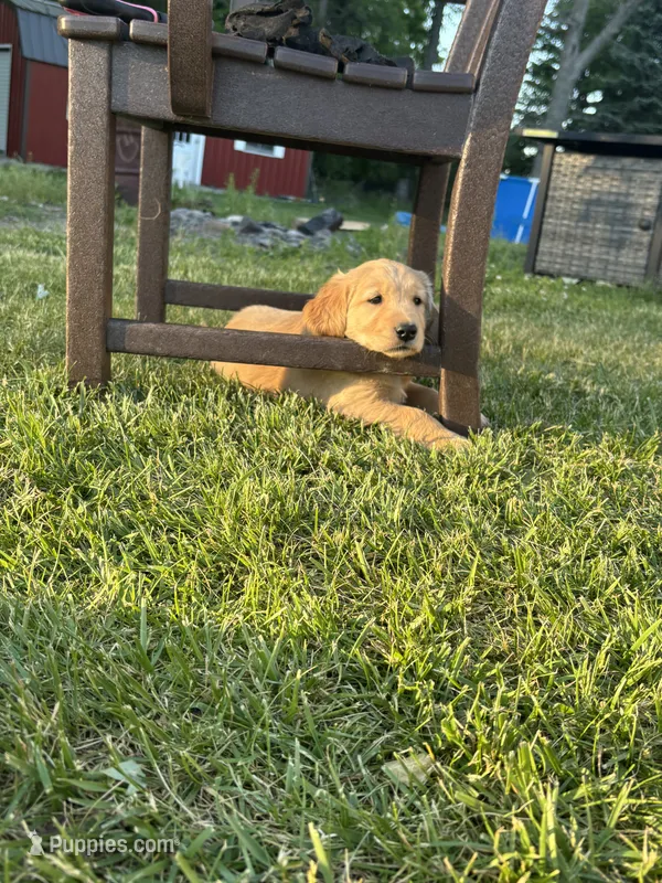 Blue – Golden Retriever puppy for sale in Unionville, MI