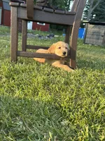 Blue, a male Golden Retriever for sale in Unionville, MI – 1 of 1