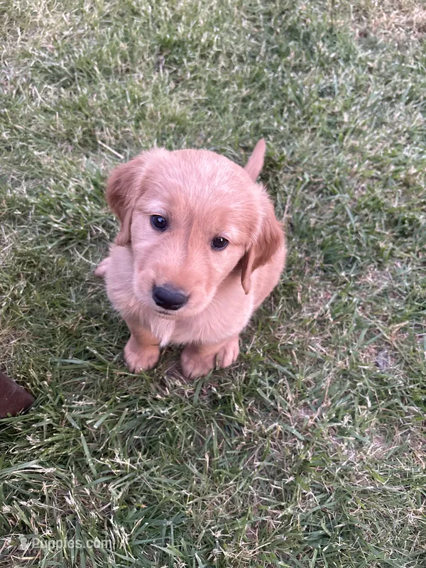 Gray – Golden Retriever puppy for sale in Unionville, MI