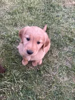 Gray, a male Golden Retriever for sale in Unionville, MI – 1 of 1