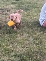 Red, a female Golden Retriever for sale in Unionville, MI – 1 of 1