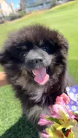 Checkers, a male Pomeranian for sale in Bakersfield, CA – 5 of 5