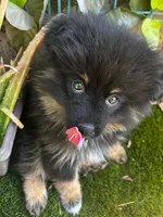 Checkers, a male Pomeranian for sale in Bakersfield, CA – 1 of 5