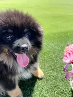 Checkers, a male Pomeranian for sale in Bakersfield, CA – 2 of 5