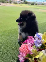 Checkers, a male Pomeranian for sale in Bakersfield, CA – 4 of 5