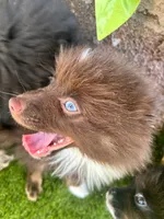 Toffee, a male Pomeranian for sale in Bakersfield, CA – 2 of 3