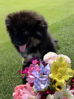 Checkers, a male Pomeranian for sale in Bakersfield, CA – 3 of 5