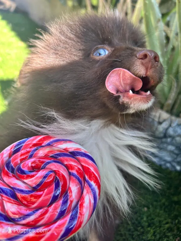 Toffee – Pomeranian puppy for sale in Bakersfield, CA