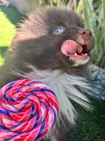 Toffee, a male Pomeranian for sale in Bakersfield, CA – 1 of 3