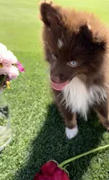 Toffee, a male Pomeranian for sale in Bakersfield, CA – 3 of 3