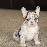 Twilight, a female French Bulldog for sale in Denver, CO – Photo 3 of 3