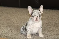 Twilight, a female French Bulldog for sale in Denver, CO – Photo 3 of 3