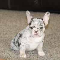 Twilight, a female French Bulldog for sale in Denver, CO – Photo 1 of 3