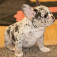 Twilight, a female French Bulldog for sale in Denver, CO – Photo 2 of 3