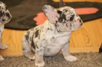 Twilight, a female French Bulldog for sale in Denver, CO – Photo 2 of 3
